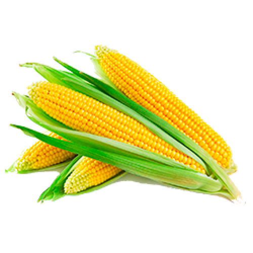 Corn